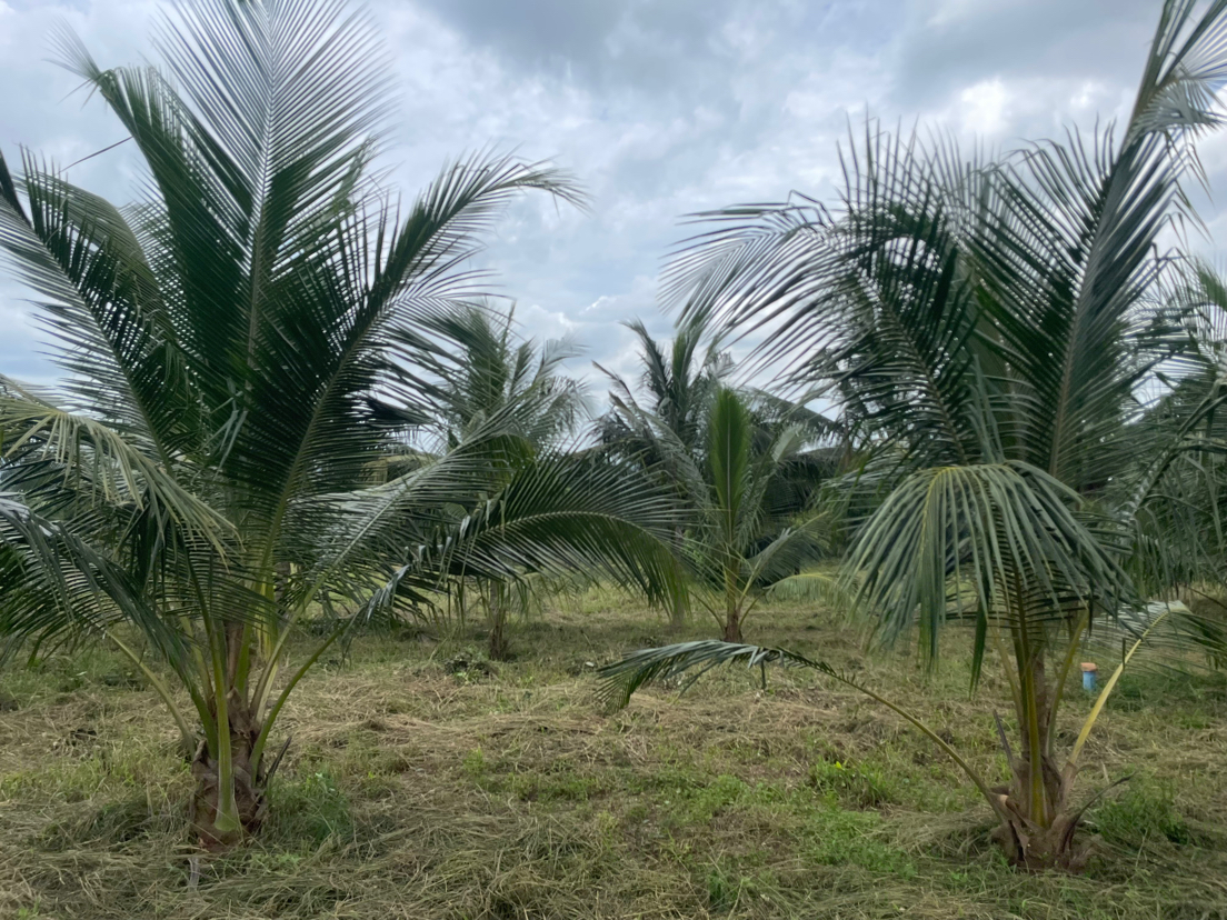 Our 107 acreage of Coconut plantation 