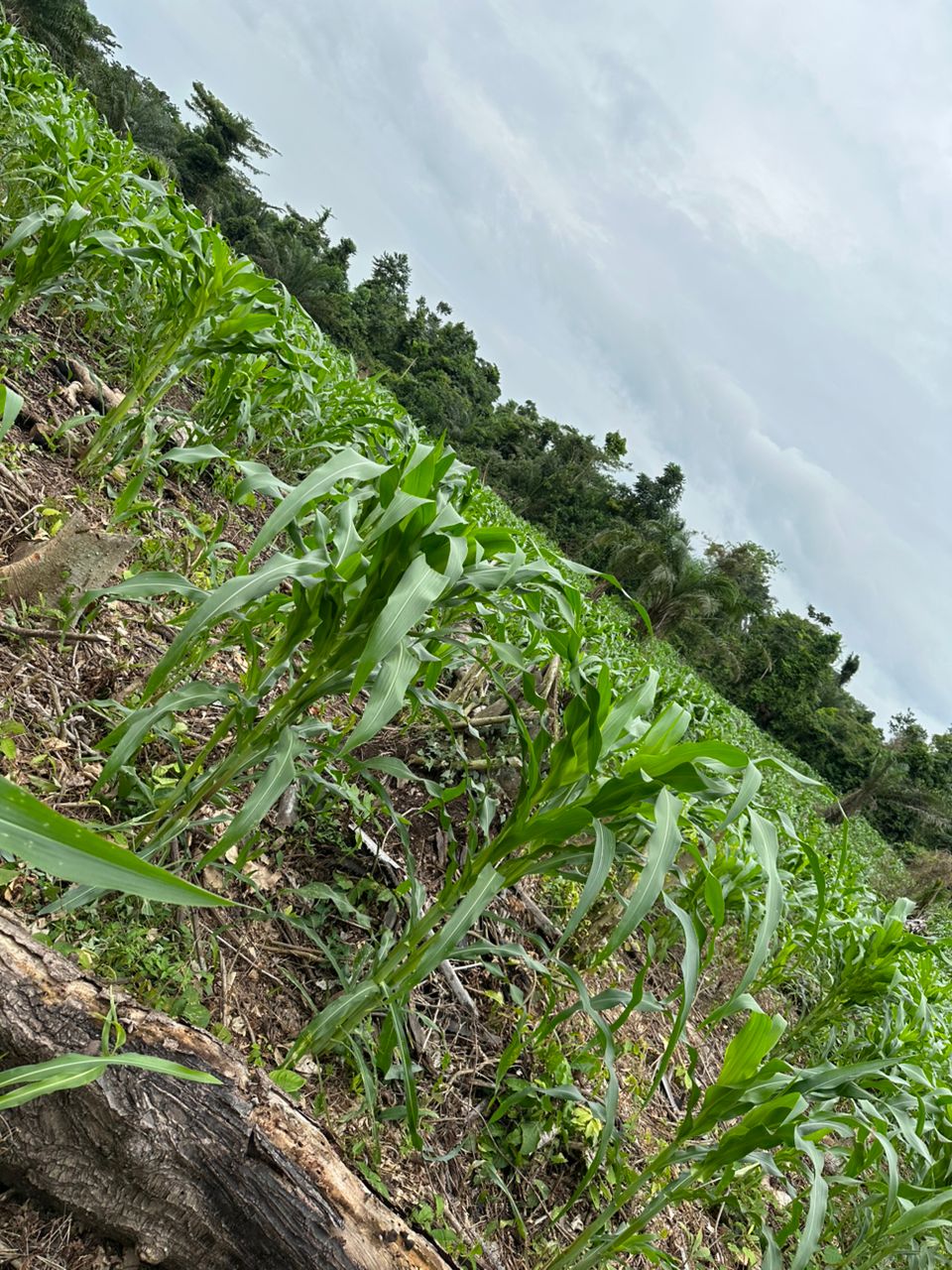 Our 250 acre of Maize plantation